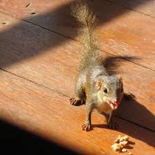 thai squirrel.jpg