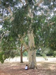 Eucalyptus tree.jpg