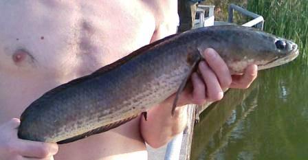 SNAKEHEAD.jpg