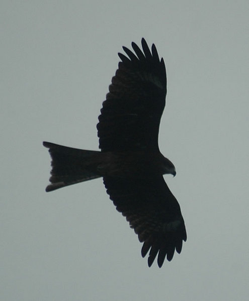 DSC_7311.jpg