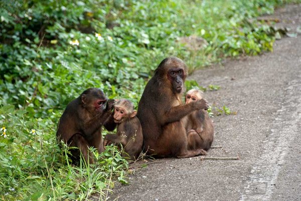 short tailed macaque - taken near Pala-U