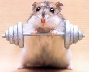 lifting-weights-mouse.jpg