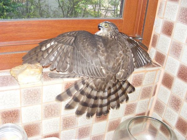 DSCF1254.jpg