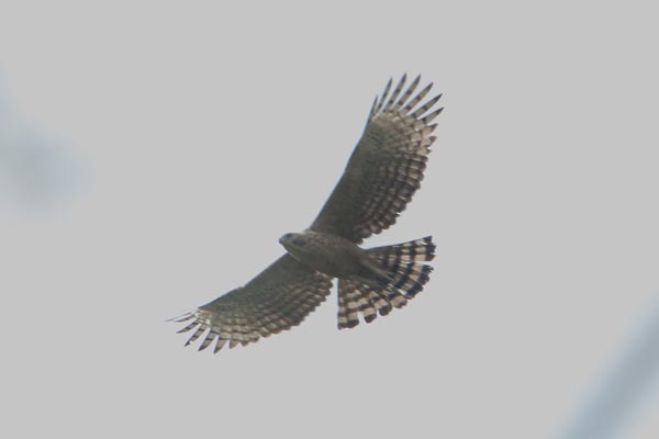 Mountain Hawk Eagle.jpg