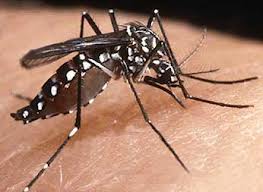 Aedes aegypti.jpeg