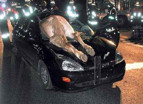 horsecrash.jpg