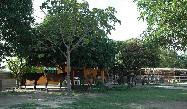There are 8 horses in total at the camp