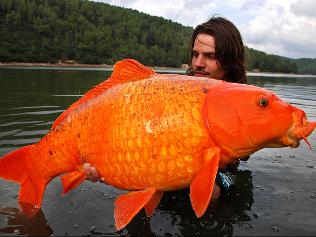 orange-koi-carp.jpg