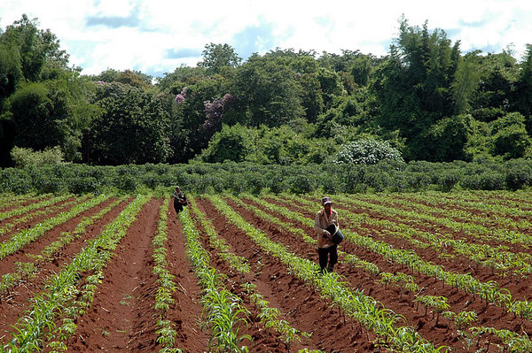 Rich farmlands.