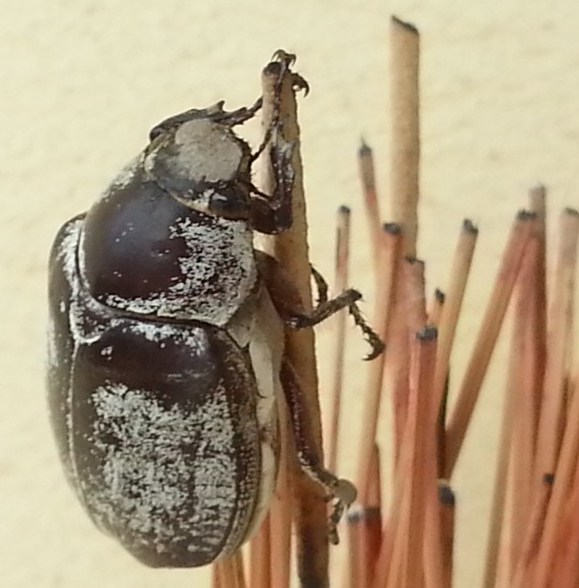 A bug on my incence (2) (816 x 612).jpg