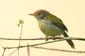 tailorbird.jpg