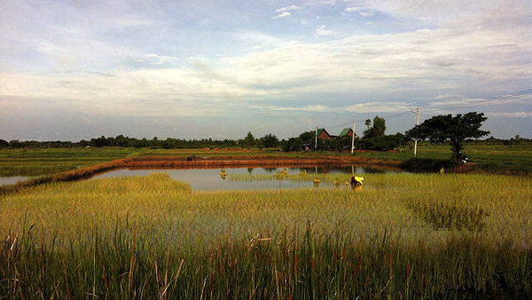 planting_rice_korat.jpg