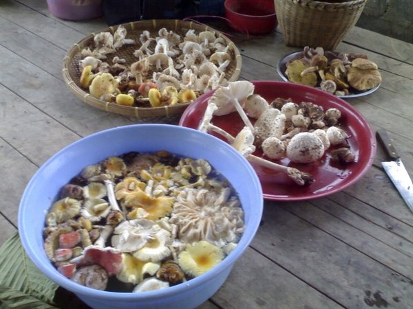 Mushrooms3 (768 x 576).jpg