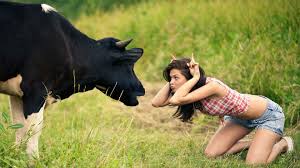cow.jpg