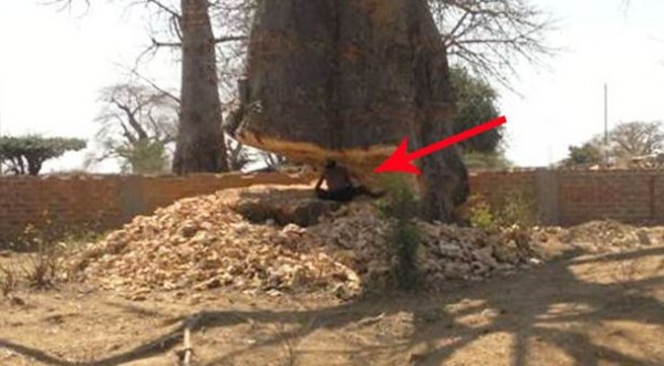 tree-felling2.JPG