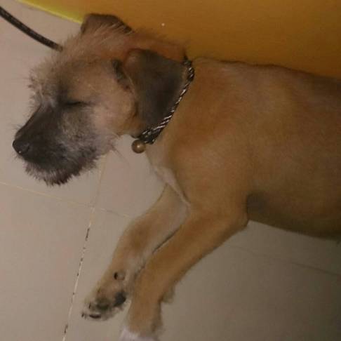 His name is Cous Cous!