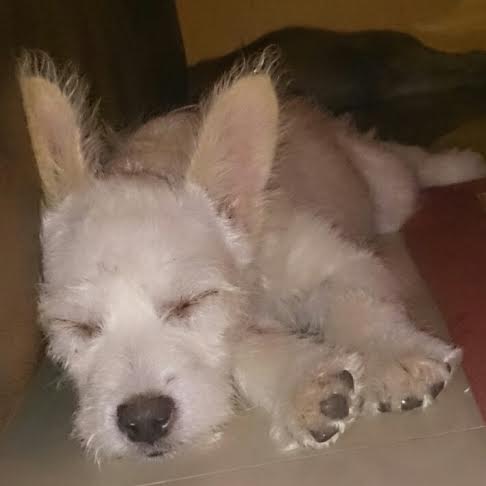 Her name is Snowy