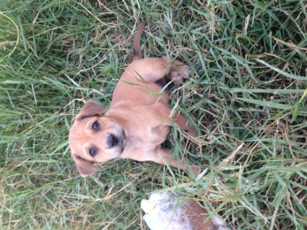 puppy 4.jpeg