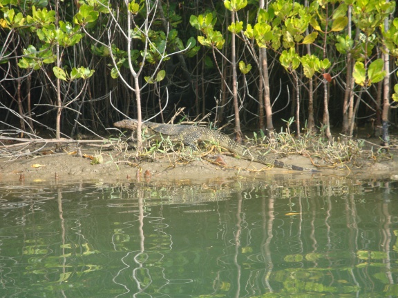 The first of our many encounters with Monitor Lizards during the day