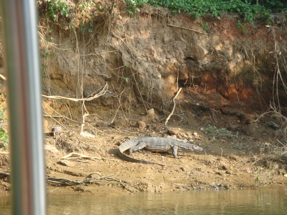 Near the end of our journey, this fine specimen (about 3.5 metres long) was happy to pose for photos - fantastic.