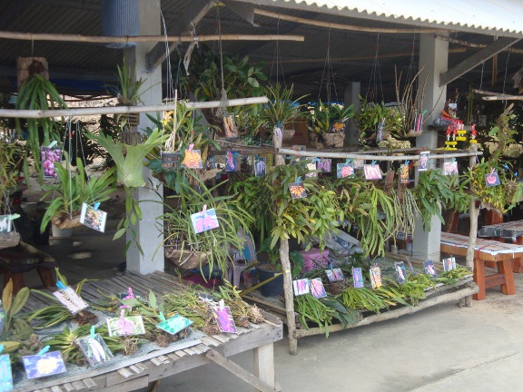 Rare orchids are one of the specialities of this market.