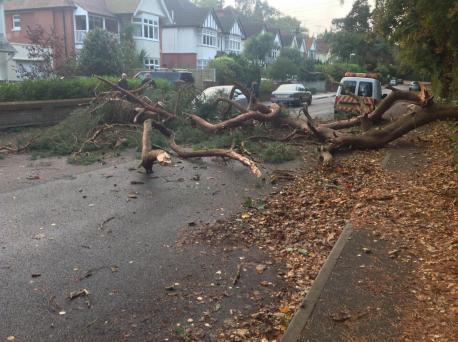 treedown.jpg