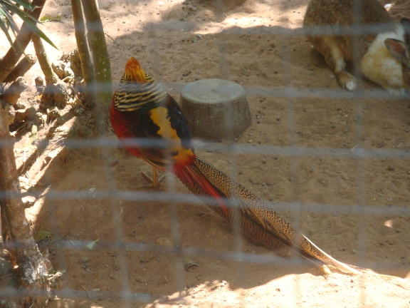 The Headless Peacock.JPG