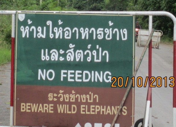 Elephants.jpg