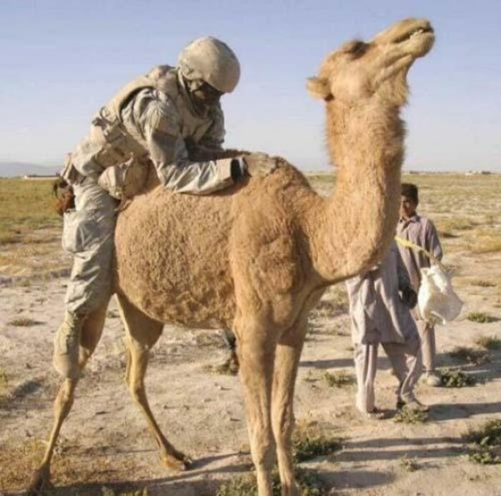 camel.jpg